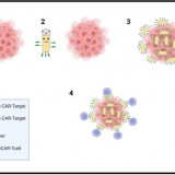 Bacterias vs Cáncer