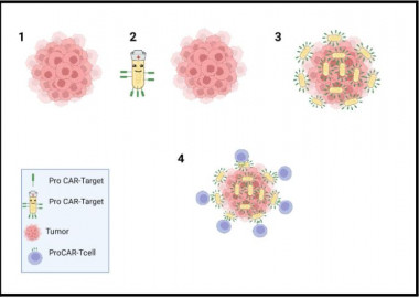 Bacterias vs Cáncer