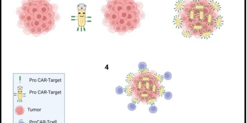 Bacterias vs Cáncer