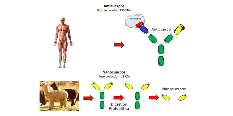 nanocuerpos en la bioingeniería